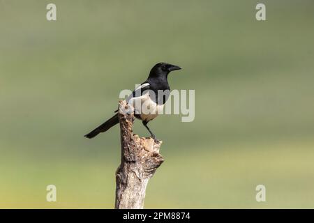 Frankreich, Aude, eurasische Elster oder gewöhnliche Elster (Pica pica), hoch oben auf einem Ast Stockfoto