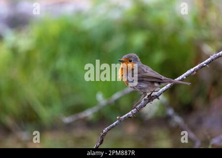 Frankreich, Aude, Robin (Erithacus rubecula), hoch oben auf einem Ast, in einem Unterholz, Stockfoto