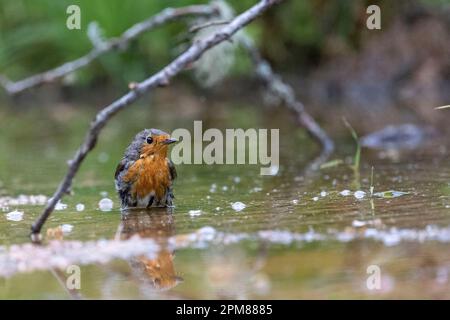 Frankreich, Aude, Robin (Erithacus rubecula), baden in einem Teich Stockfoto