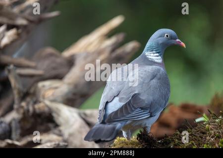 Frankreich, Bretagne, Ille et Vilaine, Wiesenholztaube oder Taube (Columba palumbus), hoch oben auf einem Stumpf in einem Unterholz, Stockfoto