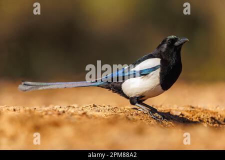 Spanien, Castilla, Penalajo, Europäische Magpie (Pica pica) am Boden Stockfoto