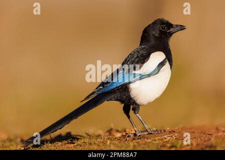 Spanien, Castilla, Penalajo, Europäische Magpie (Pica pica) am Boden Stockfoto