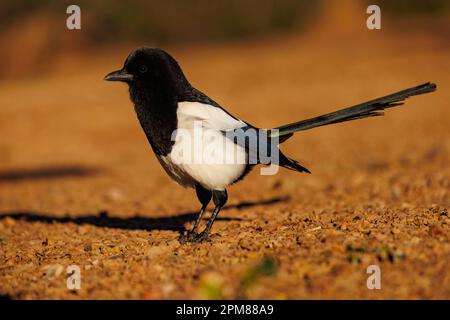 Spanien, Castilla, Penalajo, Europäische Magpie (Pica pica) am Boden Stockfoto