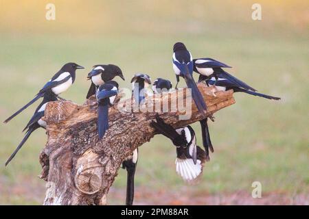 Spanien, Castilla, Penalajo, Europäische Magpie (Pica pica) am Boden Stockfoto