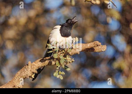 Spanien, Castilla, Penalajo, Europäische Magpie (Pica pica), hoch oben auf einem Ast Stockfoto