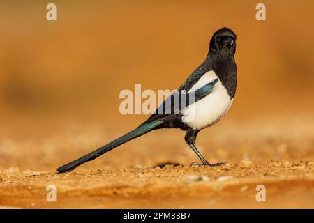 Spanien, Castilla, Penalajo, Europäische Magpie (Pica pica) am Boden Stockfoto
