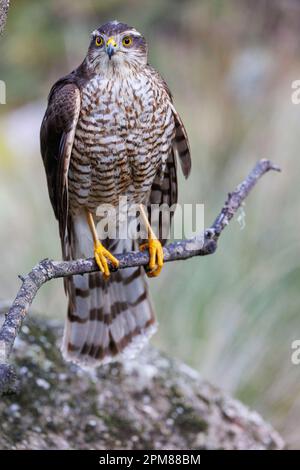 Spanien, Kastilien, Penalajo, Europäischer Sparschwein (Accipiter nisus), hoch oben auf einem Baum Stockfoto