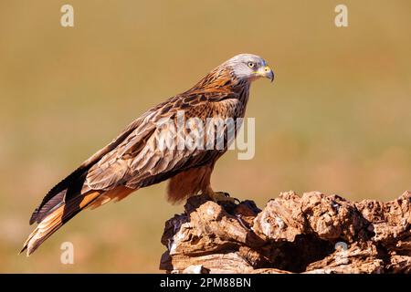 Spanien, Kastilien, Penalajo, Roter Drachen (Milvus ilvus), hoch oben auf einem Stumpf Stockfoto