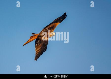 Spanien, Kastilien, Penalajo, Roter Drachen (Milvus ilvus), im Flug Stockfoto