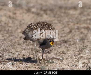 Houbara-Trappen haben eine hervorragende Tarnung, wie in diesen Bildern gezeigt. Stockfoto