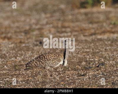 Houbara-Trappen haben eine hervorragende Tarnung, wie in diesen Bildern gezeigt. Stockfoto