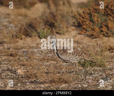 Houbara-Trappen haben eine hervorragende Tarnung, wie in diesen Bildern gezeigt. Stockfoto