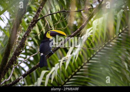 Costa Rica, Provinz Alajuela, Tocardtukan (Ramphastos ambiguus) Stockfoto