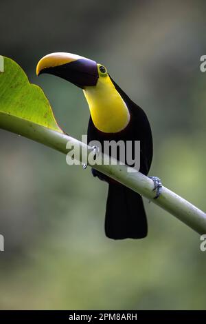 Costa Rica, Provinz Alajuela, Tocardtukan (Ramphastos ambiguus) Stockfoto