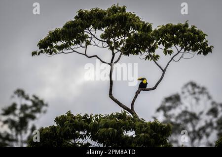 Costa Rica, Provinz Alajuela, Tocardtukan (Ramphastos ambiguus) Stockfoto