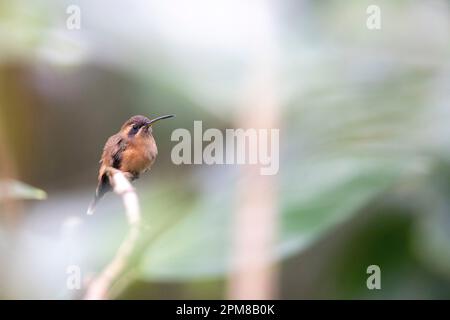 Costa Rica, Provinz Limon, Cahuita-Nationalpark, Kolibri, Strauchgewächse (Phaethornis striigularis) Stockfoto