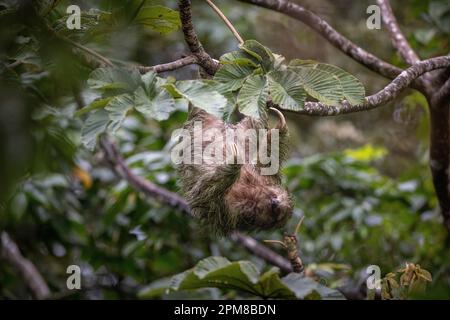 Costa Rica, Provinz Alajuela, paresseux à Schlucht Brune (Bradypus variegatus), 3 doigts Stockfoto