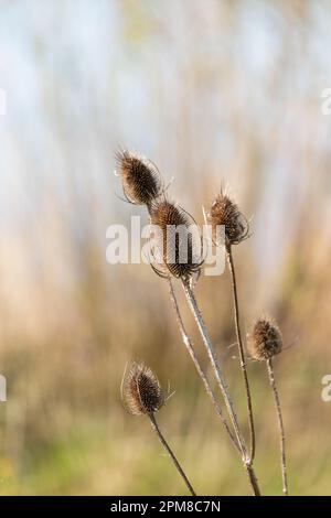 Einige wilde braune Teasel-Samenköpfe im Frühling, Dorset, Großbritannien Stockfoto