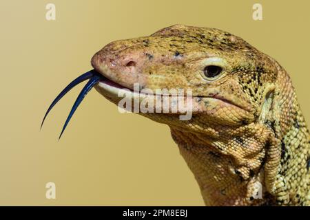 Warane-Eidechse. Nahaufnahme eines großen asiatischen Wassermonitors, der in Süd- und Südostasien heimisch ist. Kopf mit gespaltener Zunge. Stockfoto