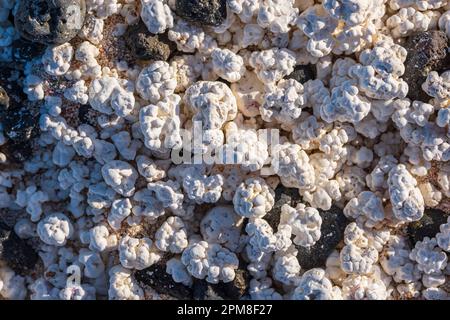 Spanien, Kanarische Inseln, Fuerteventura, Umgebung von Corralejo, Playa del Mejillon oder Playa del Bajo de la Burra, wegen seiner Rhodolithen oder verkalkten und erodierten Rotalgen Popcorn Beach genannt Stockfoto