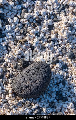 Spanien, Kanarische Inseln, Fuerteventura, Umgebung von Corralejo, Playa del Mejillon oder Playa del Bajo de la Burra, wegen seiner Rhodolithen oder verkalkten und erodierten Rotalgen Popcorn Beach genannt Stockfoto