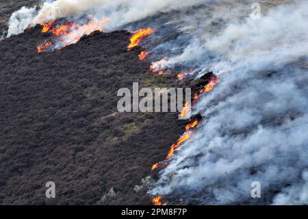 Muir Burning - kontrolliertes Verbrennen von Heidekraut im Frühling, Lammermuir Hills, East Lothian, Schottland, April 2009 Stockfoto