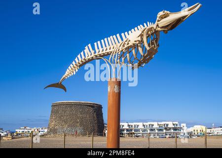 Spanien, Kanarische Inseln, Fuerteventura, El Cotillo, Skelett eines Cuviers Schnabelwals oder Gänsewals (Ziphius cavirostris), der 2004 auf der Insel gestrandet war, Castillo El Toston im Hintergrund Stockfoto