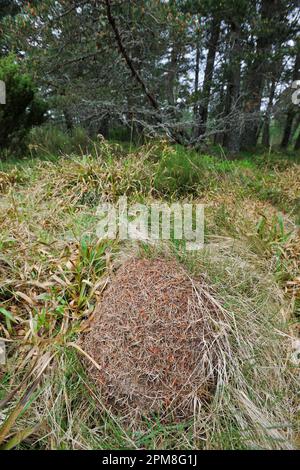 Nesthügel mit schmalem Kopf (Formica exsecta), meist aus Gräsern und teilweise auf Gras/Strumpfhosen, Speyside Stockfoto