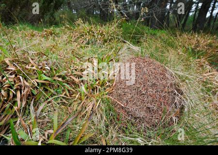 Nesthügel mit schmalem Kopf (Formica exsecta), meist aus Gräsern und teilweise auf Gras/Strumpfhosen, Speyside Stockfoto