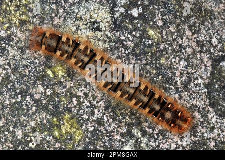 Northern Eggar Moth (Lasiocampa quercus) Catterillar on lichen-covered Boulder, Cheviot Hills, Northumberland National Park, England, Mai 2016 Stockfoto