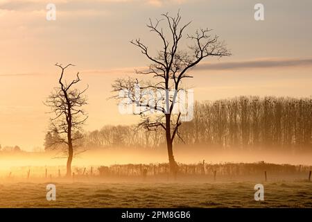Landschaft im Morgenlicht in Molinet, Auvergne, Frankreich Stockfoto