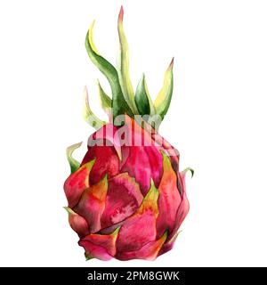 Pitaya-Drachenfrucht Pitahaya-Aquarell-Illustration in leuchtenden pinkfarbenen und grünen Farben. Realistischer botanischer tropischer Kaktus isoliert auf weißem Hintergrund Stockfoto