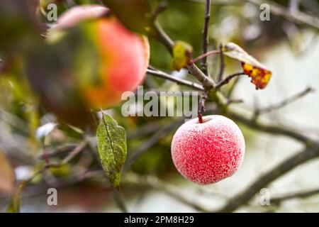 Apfel mit Eiskristallen hängen an einem Baum in Hamburg Stockfoto