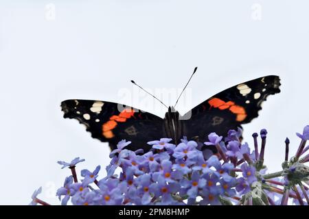 Roter Admiralsschmetterling (Vanessa atalanta), der im Frühherbst an den Blüten des Buddleia-Busches (Buddleja davidii) in Berwickshire, schottische Grenzen nährt Stockfoto