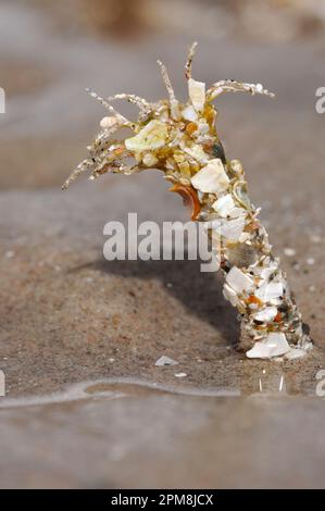 Sand Mason Worm (Lanice conchilega), fotografiert auf Sandebenen bei Ebbe, Broadford Bay, Isle of Skye, Schottland, August 2007 Stockfoto