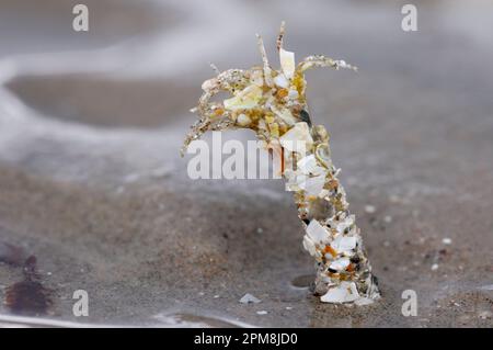 Sand Mason Worm (Lanice conchilega), fotografiert auf Sandebenen bei Ebbe, Broadford Bay, Isle of Skye, Schottland, August 2007 Stockfoto