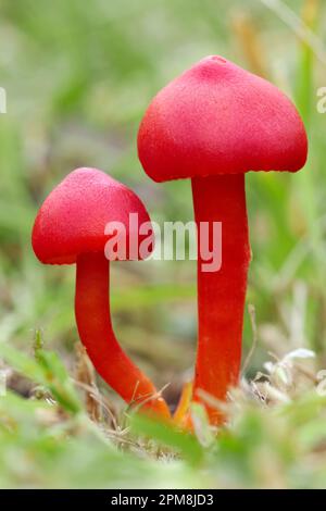 Scharlachpilze (Hygrocybe coccinea), die auf Weideland wachsen, Strathconon, Inverness-shire, Schottland, Oktober 2010 Stockfoto