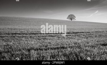 Eine einzelne Eiche ist am Himmel über einem Feld mit Jungweizen in Billingshurst, West Sussex, Großbritannien, abgeschirmt. Stockfoto