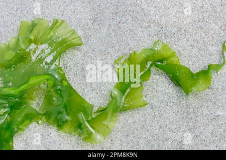 Salat (Ulva lactuca) am Strand auf der Insel Sanday, Orkney, Northern Isles, Schottland, August 2019 Stockfoto