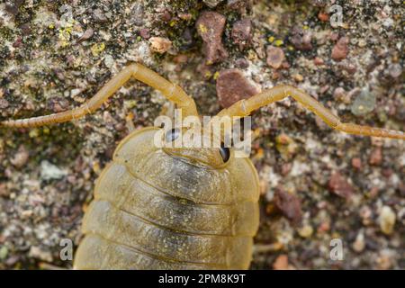 Sea Slater (Ligia oceanica) Nahaufnahme von Individuum Found on Stone Breakwater, Berwick-upon-Tweed, North Northumberland, England, Juli 2020 Stockfoto