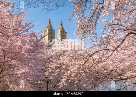 Frühling im Central Park New York City. Blühende Yoshino-Kirschbäume am See auf der Upper West Side von Manhattan. USA Stockfoto