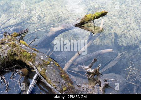 Toter alter Baumstumpf mit dünnen Zweigen und Moos teilweise unter Wasser im klaren Tiroler Bergsee-Himmel als Konzept für t Stockfoto