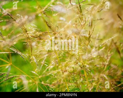 Agrostis capillaris, die gewöhnliche Bent, koloniale Bent oder Browntop, die Grasfamilie. Abstrakter Naturhintergrund Stockfoto