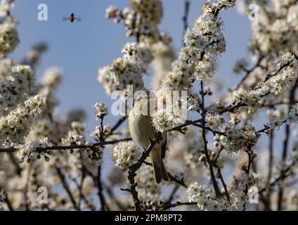 Ein Frühlings-Chiffchaff (Phylloscopus collybita), hoch oben in einer ganzen Ladung von Schwarzdornblüten (Prunus spinosa). Suffolk, Vereinigtes Königreich Stockfoto