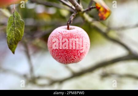 Apfel mit Eiskristallen hängen an einem Baum in Hamburg Stockfoto