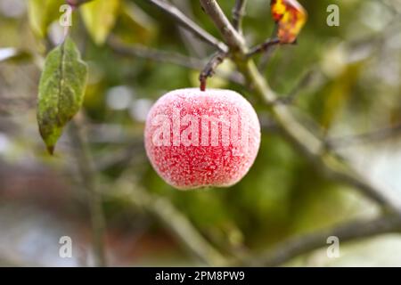 Apfel mit Eiskristallen hängen an einem Baum in Hamburg Stockfoto