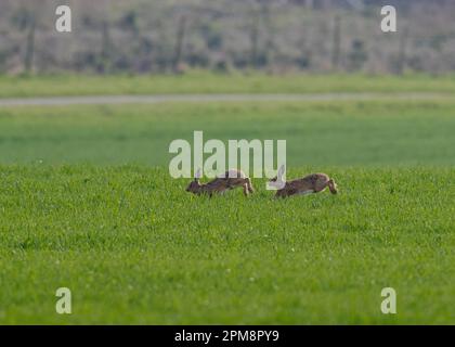 Zwei wilde Braunhasen ( Lepus europaeus), die sich in einem Werbekampf um die Frühjahrsernte der Bauern gegenseitig jagen. Suffolk, Großbritannien Stockfoto