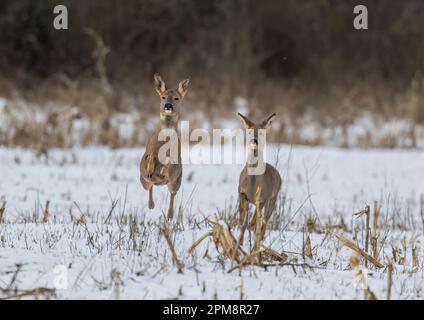 Eine komische Aufnahme eines Roderhirsches (Capreolus capreolus), das über die schneebedeckten Felder einer Suffolk Farm springt. UK Stockfoto