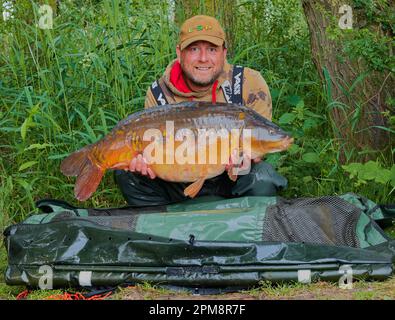 Fisherman, der einen großen Spiegelkarpfen mit einem großen Lächeln auf dem Gesicht in die Hände hält. Modellfreigabe verfügbar. Stockfoto