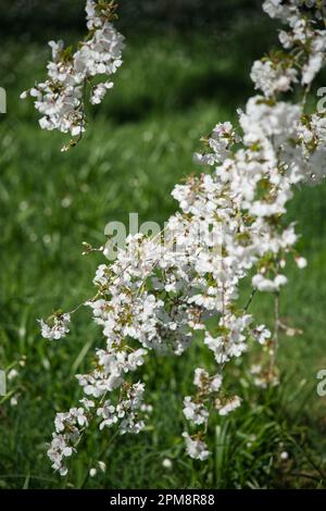 Weiße Frühlingsblüte von Zierkirschbaum prunus die Braut im britischen Garten April Stockfoto